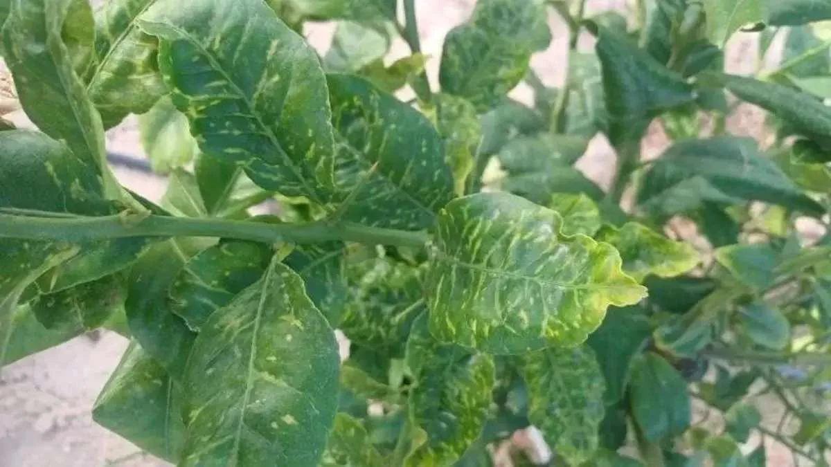 Planta del limonero CT