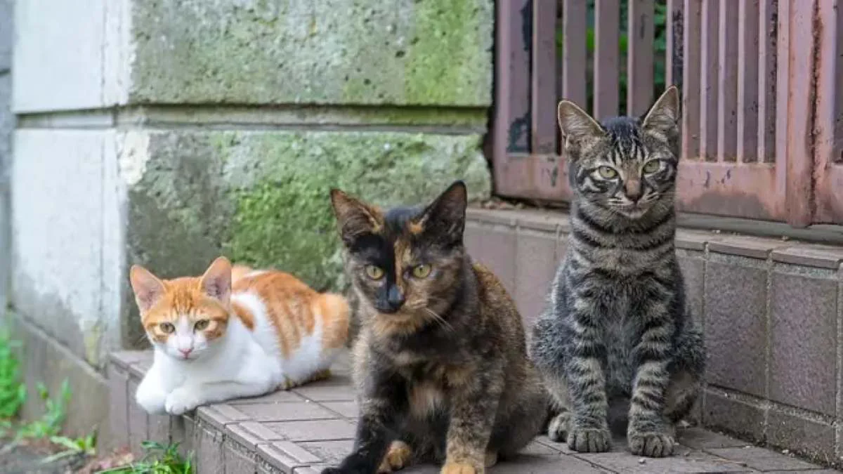 gatos callejeros