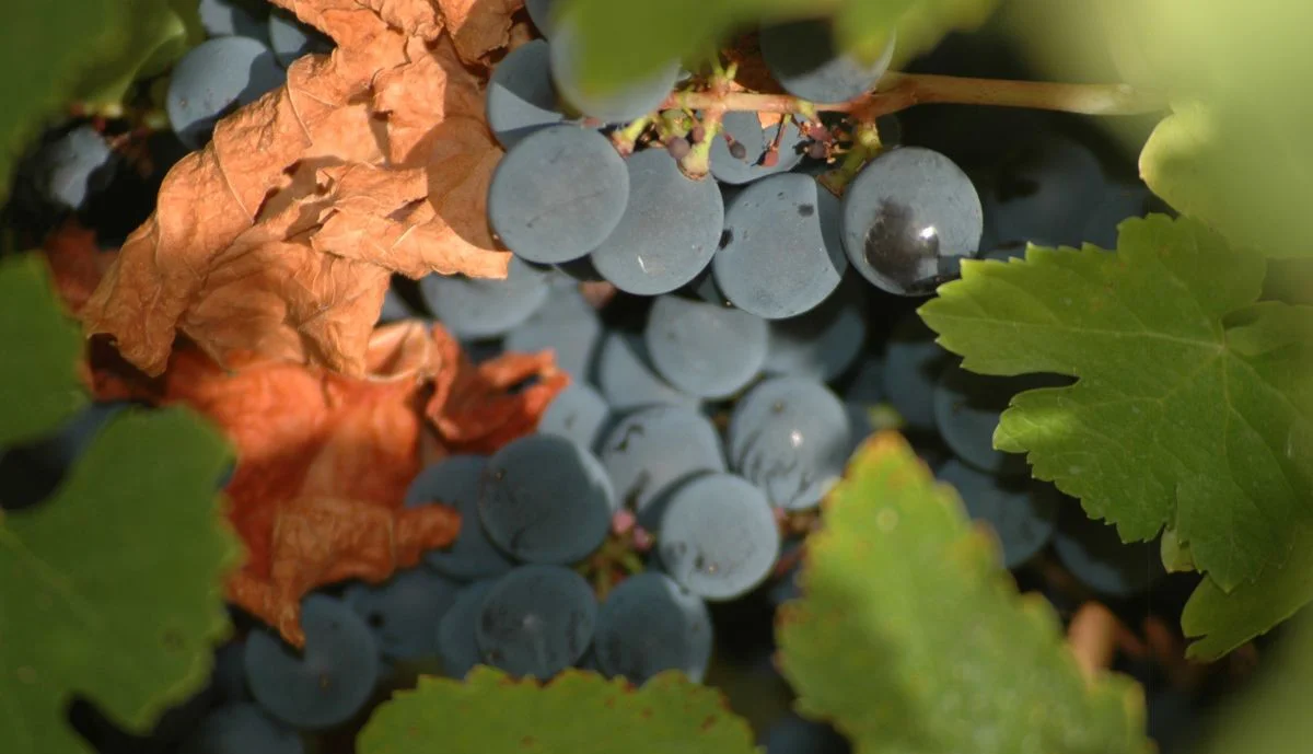 Uva mencia en vendimia
