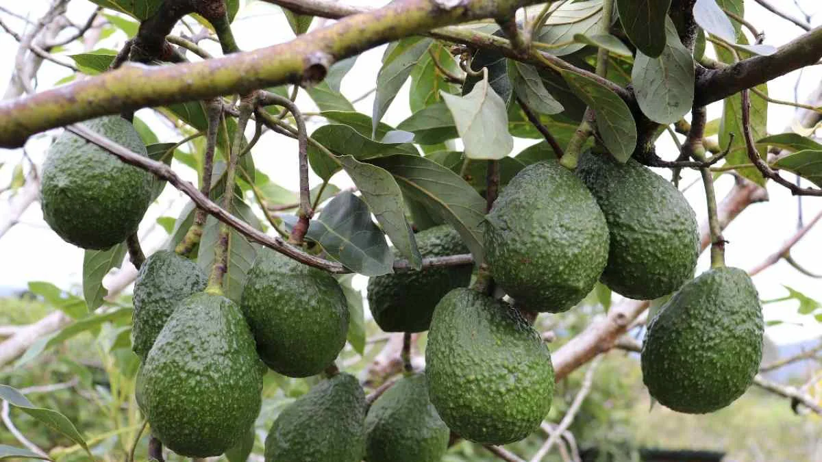 cultivo de aguacate Redagrícola