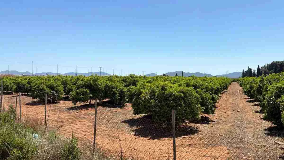 Finca limpones Cartagena