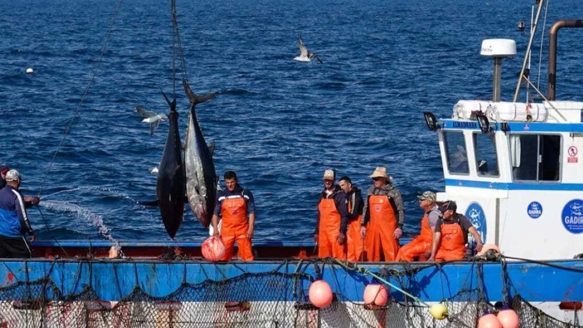 Pesca del atún nacional Mi Ruta