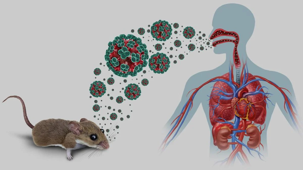 contagio por hantavirus Vida y Salud