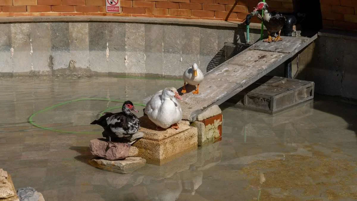 patos Castillo CT