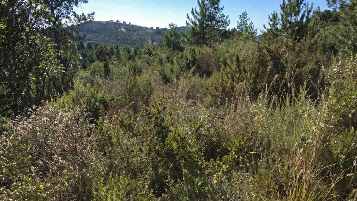Biomasa montes IA