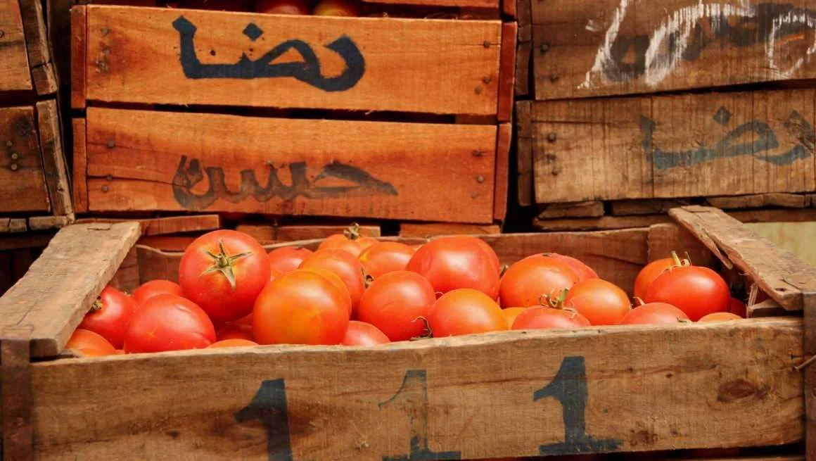 Tomate de Marruecos elEconomista
