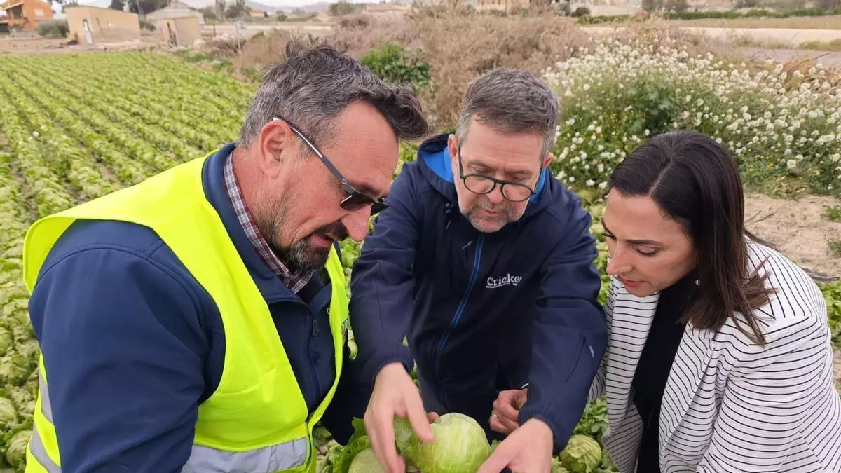 Plantaciones afectadas