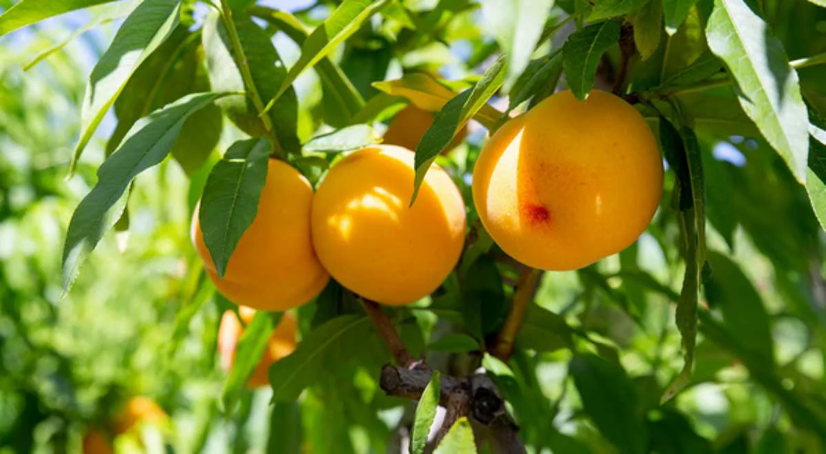 Melocotón Cieza