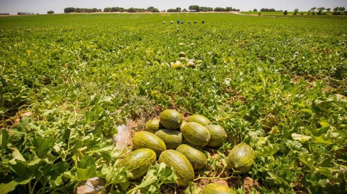 Exportaciones del campo español Fruit Today