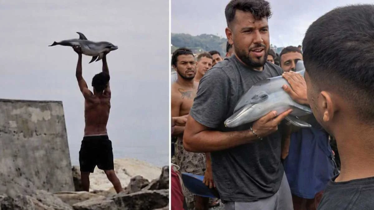 A Delfin salvajes