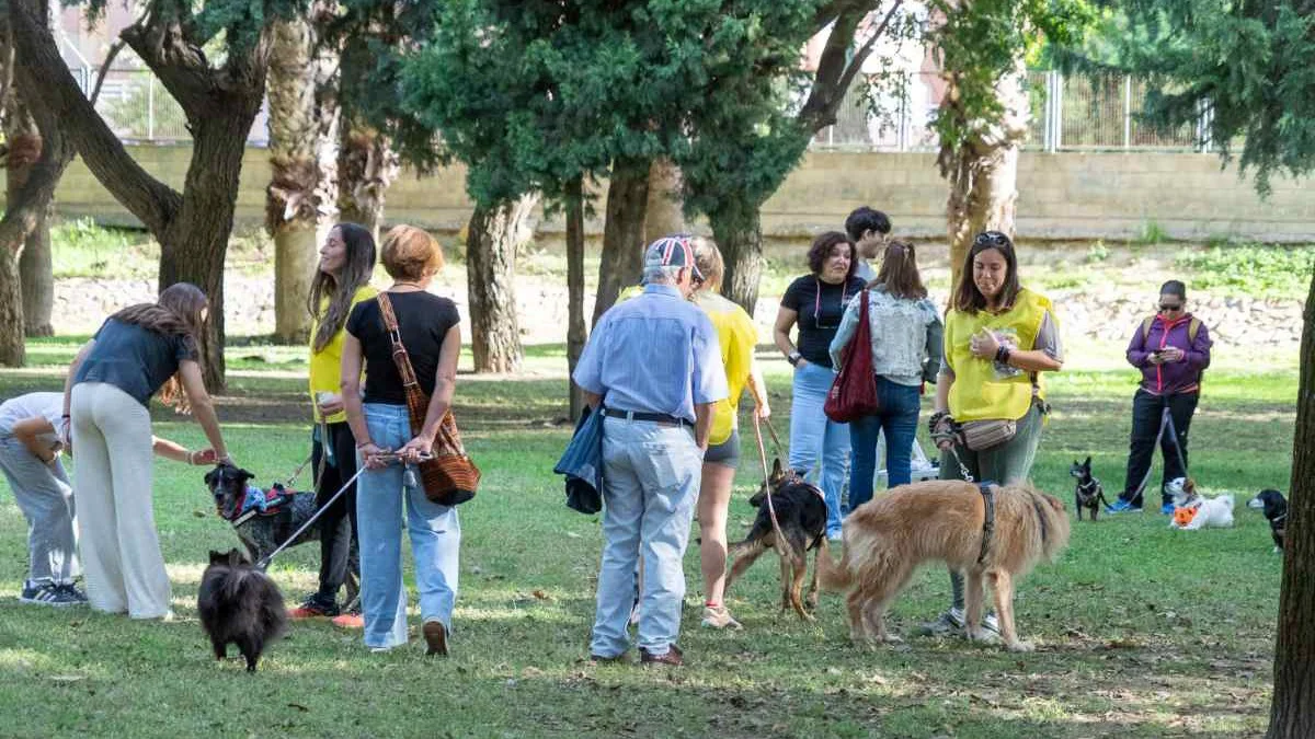 Gatos Perros CT