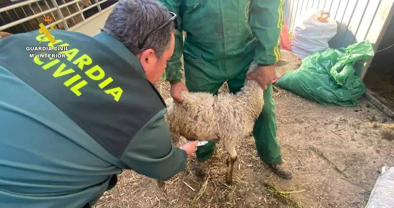 Robo Ganado Murcia ok