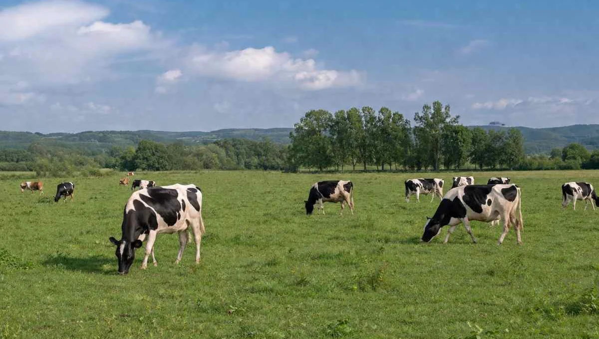 Vacas IA